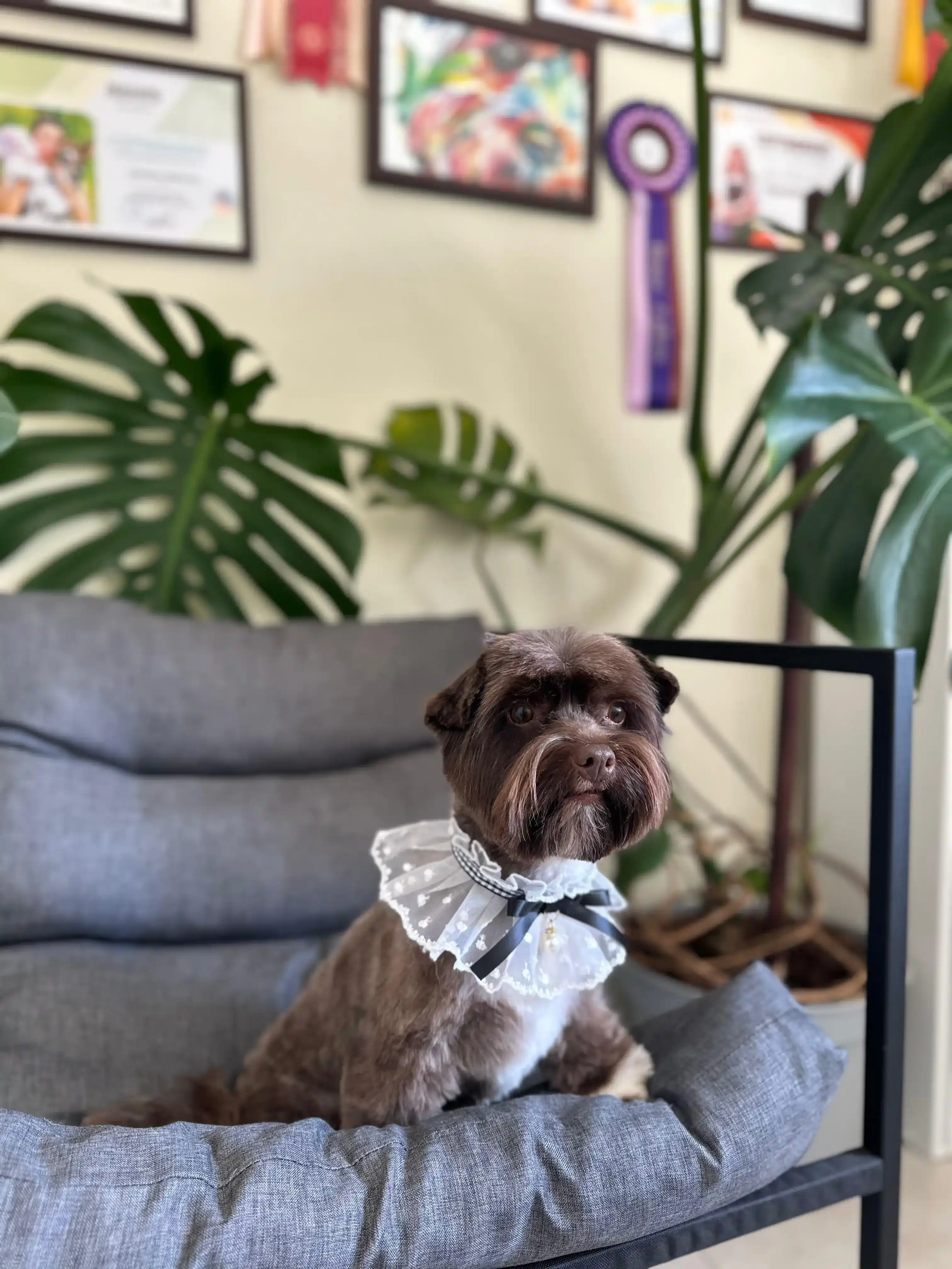 pet photo