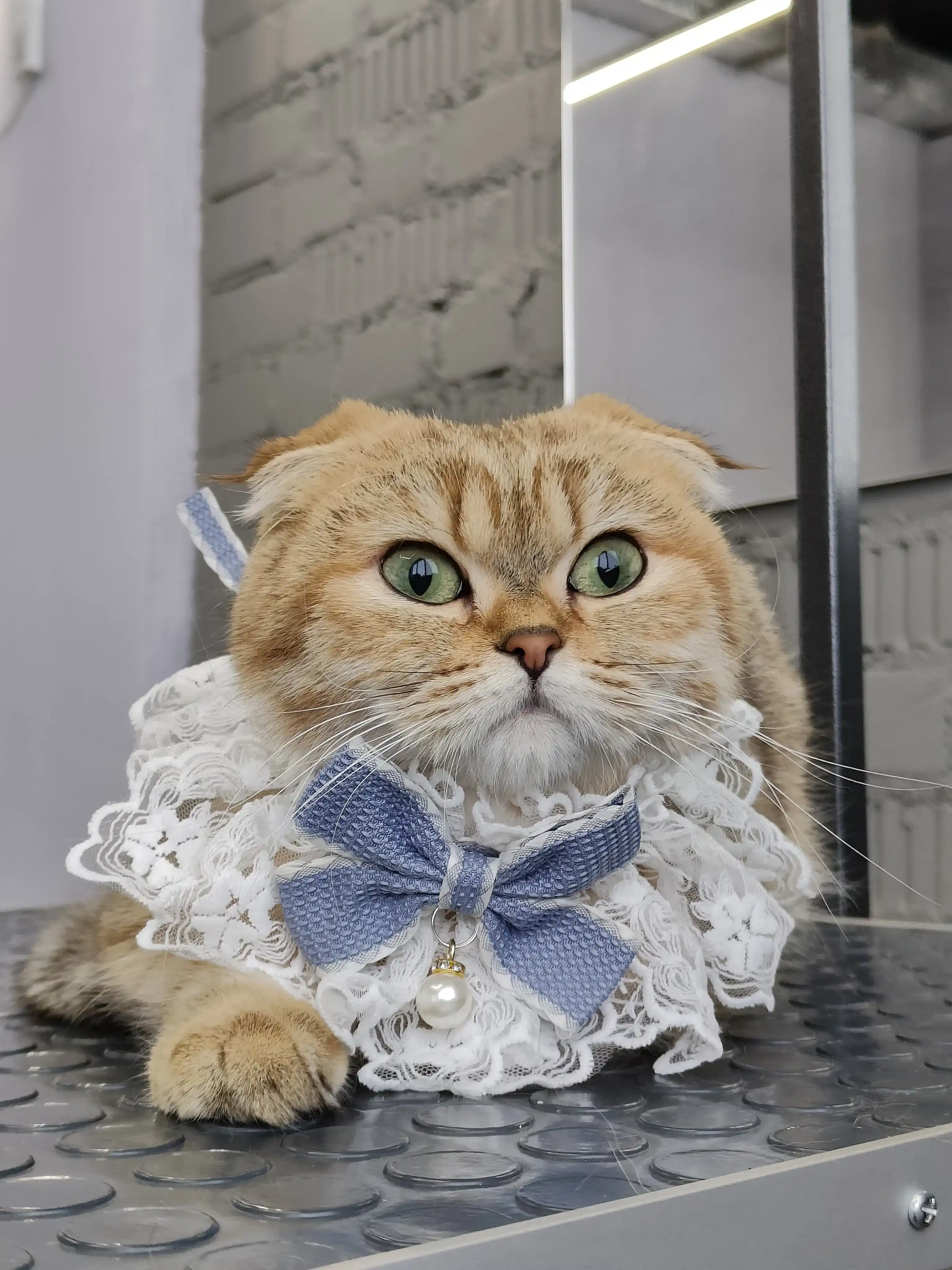 pet photo