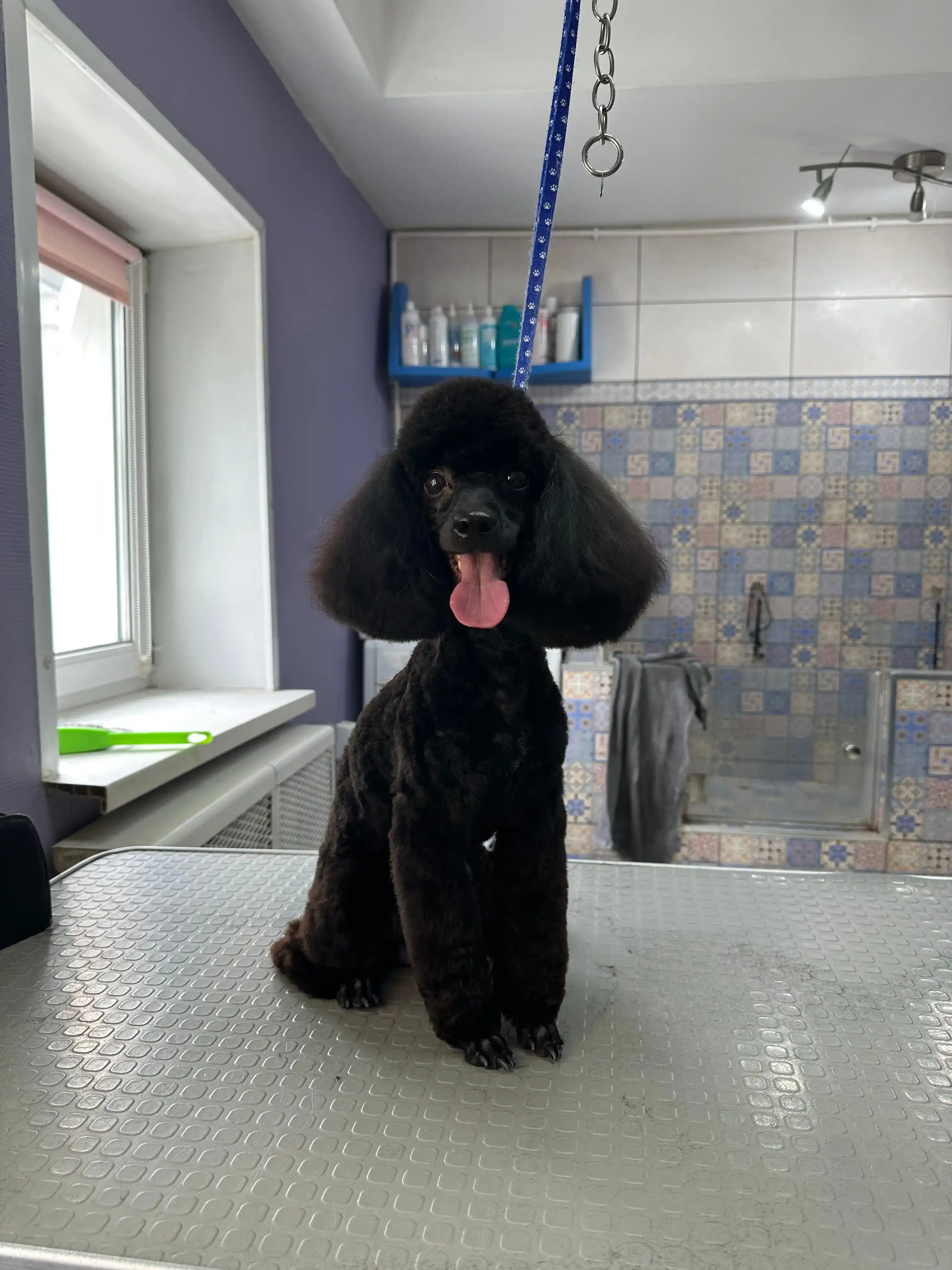 pet photo