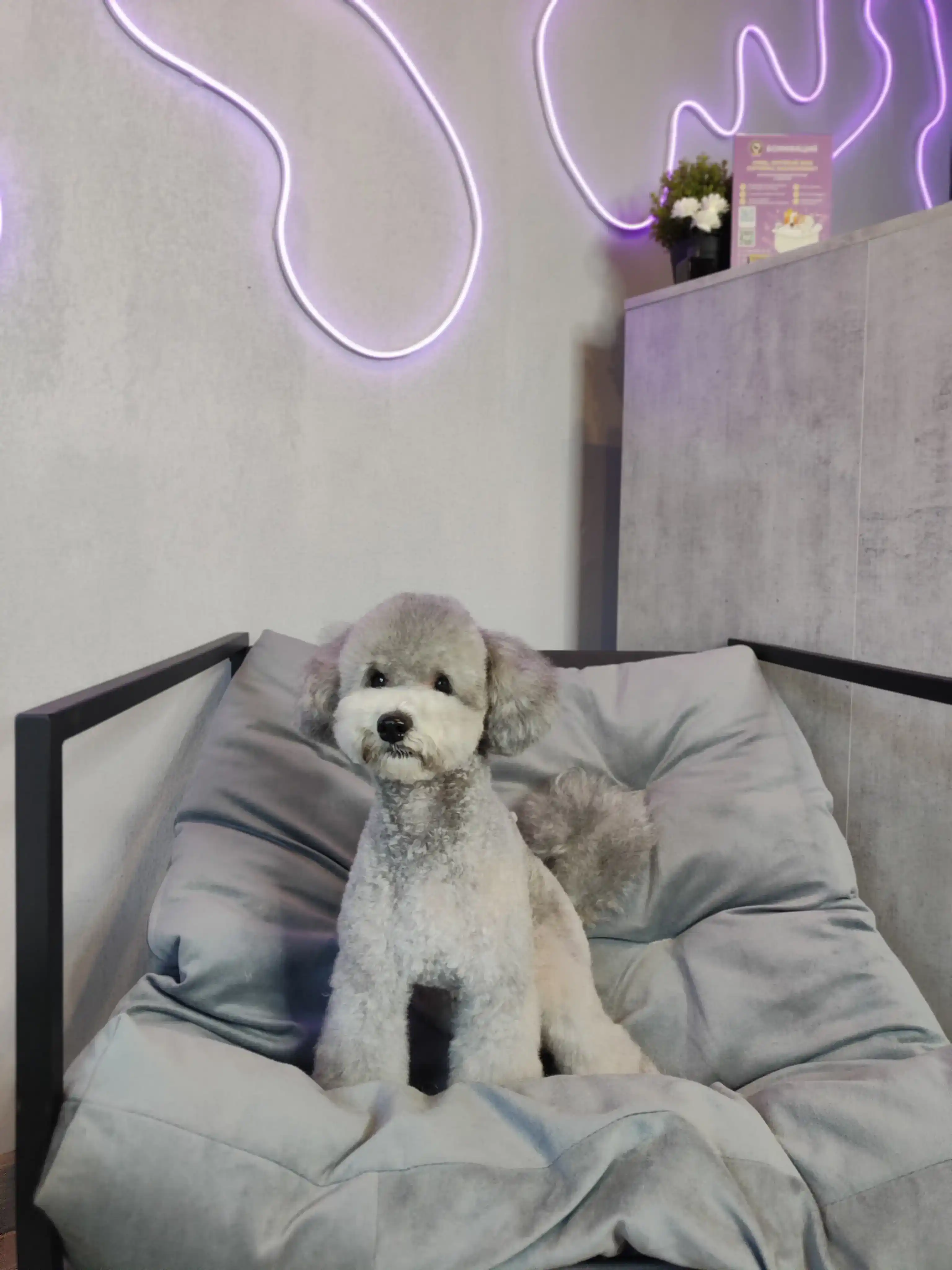 pet photo