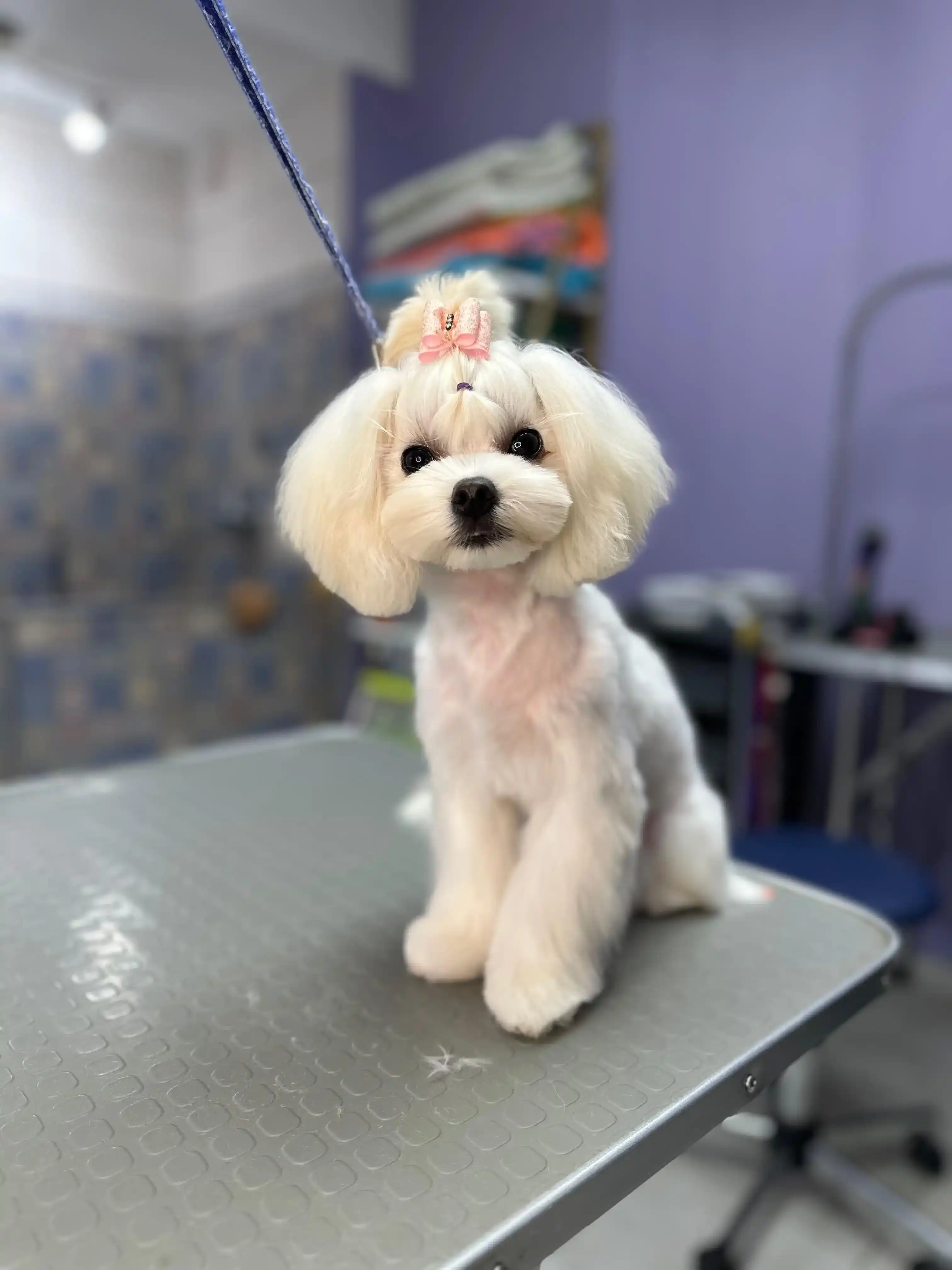 pet photo