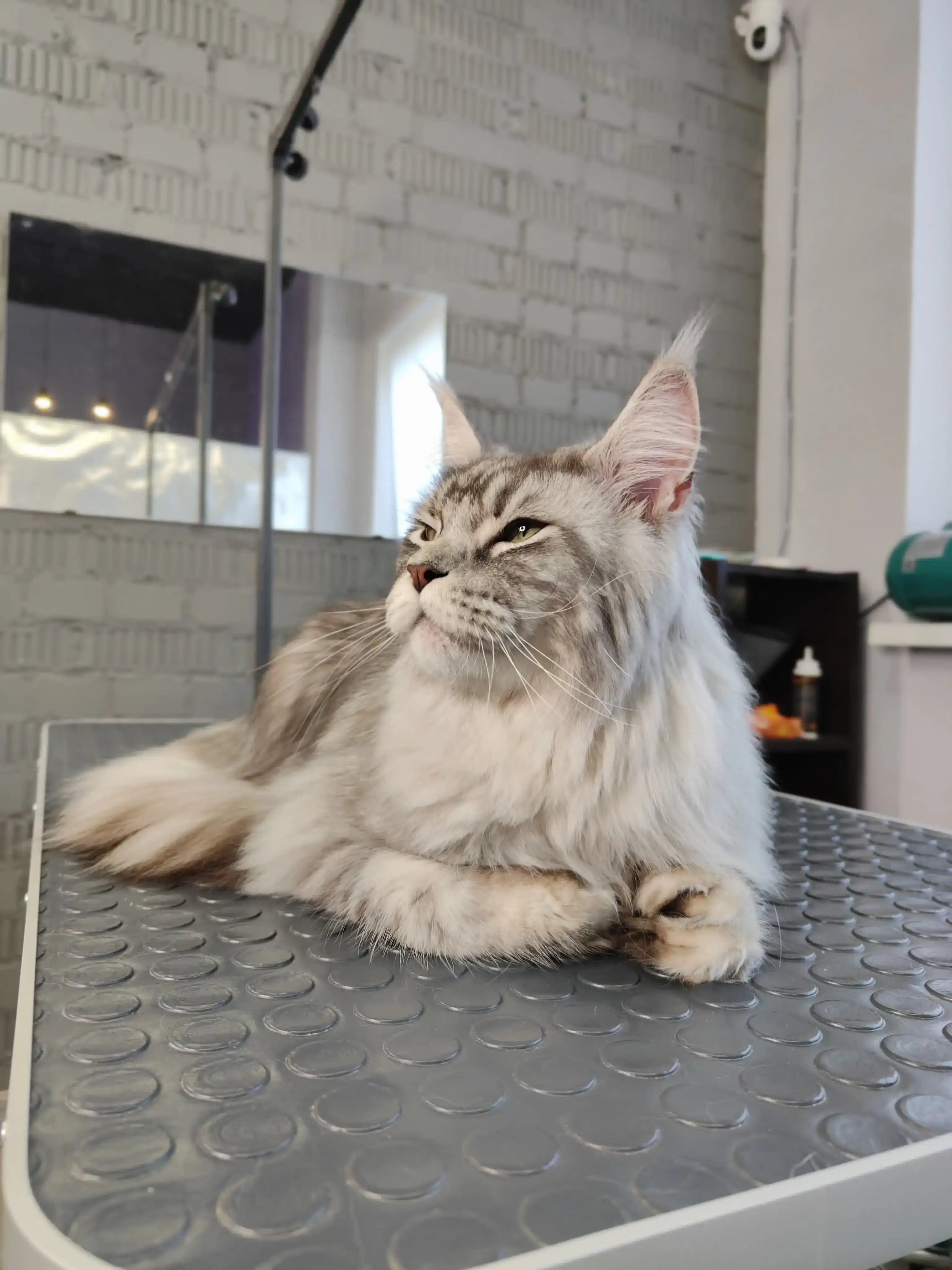 pet photo